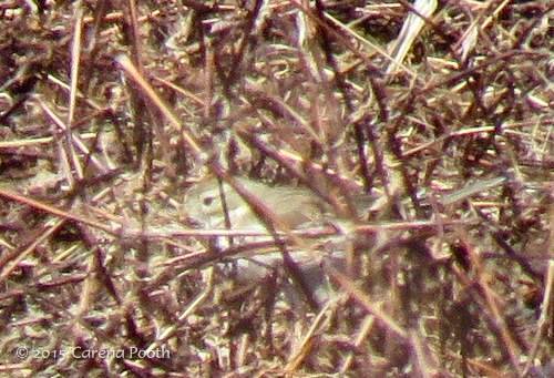 AMPI-2015_0329-2 by warblette is licensed under CC BY-NC-SA 2.0